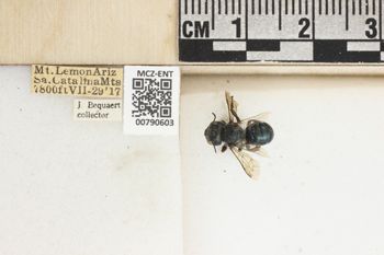 Media type: image;   Entomology 790603 Aspect: Labels